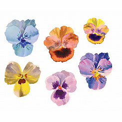 PANSIES TATTOO
