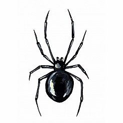BLACK WIDOW TATTOO