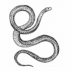 SERPENT TATTOO