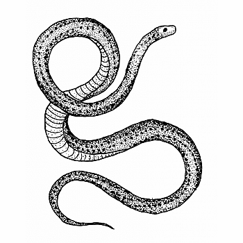 SERPENT TATTOO