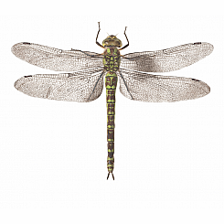 DRAGONFLY TATTOO
