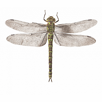 DRAGONFLY TATTOO
