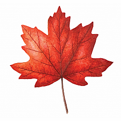 MAPLE LEAF TATTOO