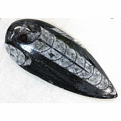 Orthoceras Fossil Polished, small