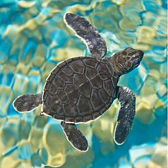 T MOSAIC SEA TURTLE - Zen Puzzle