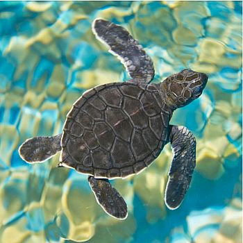 T MOSAIC SEA TURTLE - Zen Puzzle