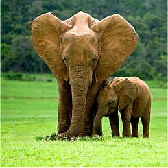 T ELEPHANTS - Zen Puzzle