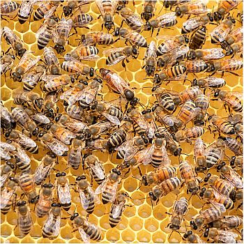 L BUSY BEES - Zen Puzzle