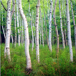 T ACADIA BIRCH - Zen Puzzle