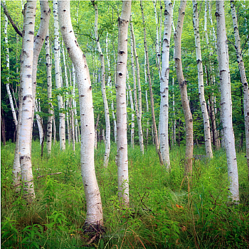 T ACADIA BIRCH - Zen Puzzle