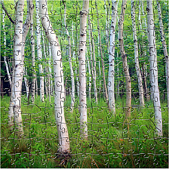 T ACADIA BIRCH - Zen Puzzle