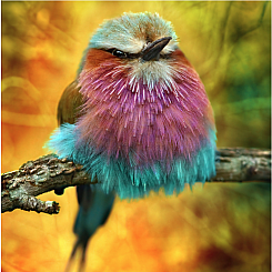 T ROLLER BIRD - Zen Puzzle