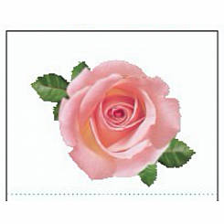 PINK ROSE STICKERS