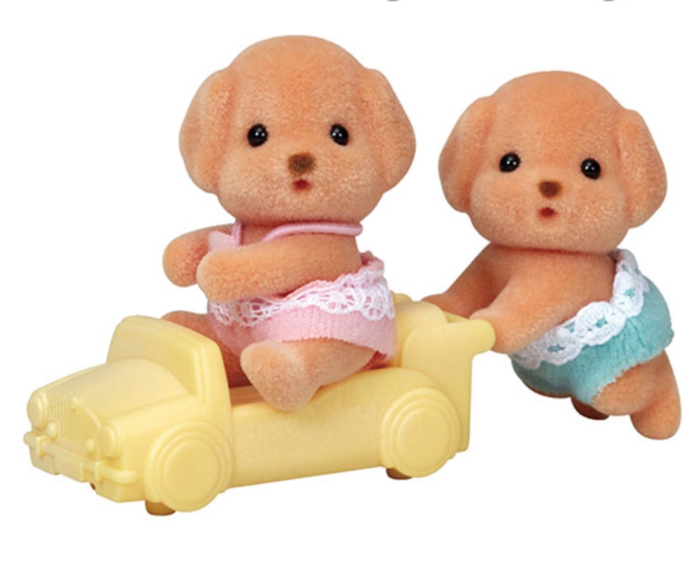 Toy Poodle Twins