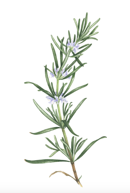 Rosemary Temporary Tattoo Fake Tattoo Black Tattoo - Etsy Australia