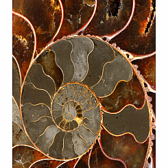T AMMONITE