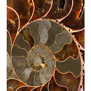 T AMMONITE