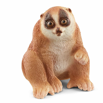 Slow Loris