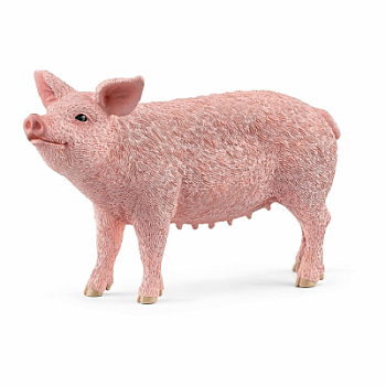 Pig