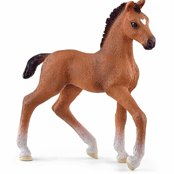 Oldenburger Foal