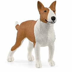 Bullterrier