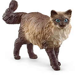 RAGDOLL CAT