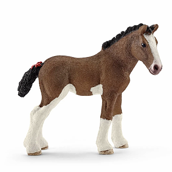 Clydesdale Foal