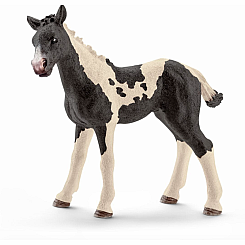 Pinto Foal