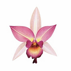 PINK ORCHID