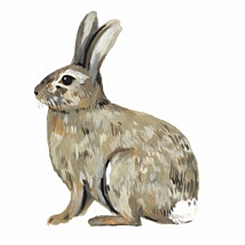 BUNNY RABBIT