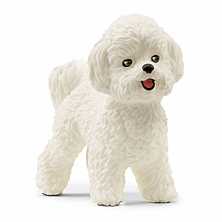 Bichon Frise