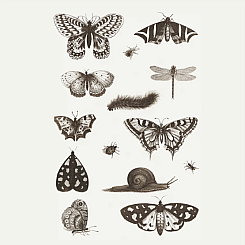 NGA INSECTS TATTOO SHEET