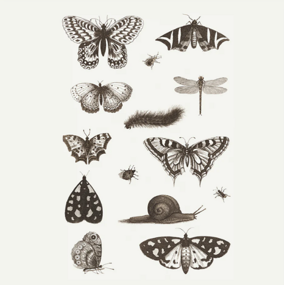 NGA INSECTS TATTOO SHEET