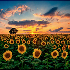 T SUNFLOWER FIELD